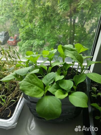 Рассада баклажан,и помидор