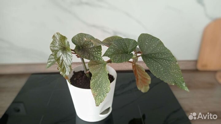 Бегония, комнатные растения, комнатный цветок