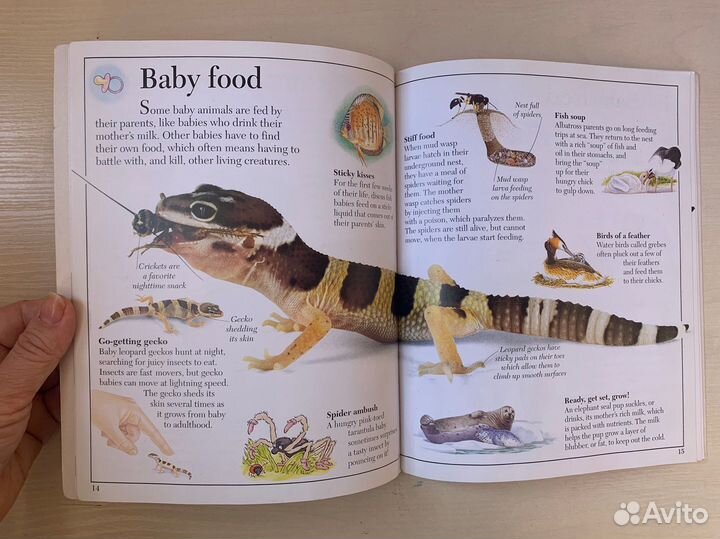 Английский для детей