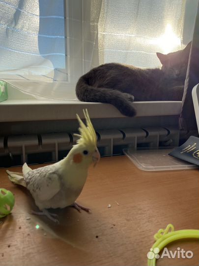 Передержка животных