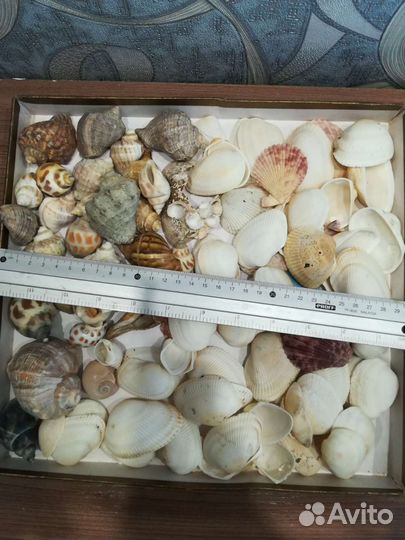 Ракушки морские, на поделки