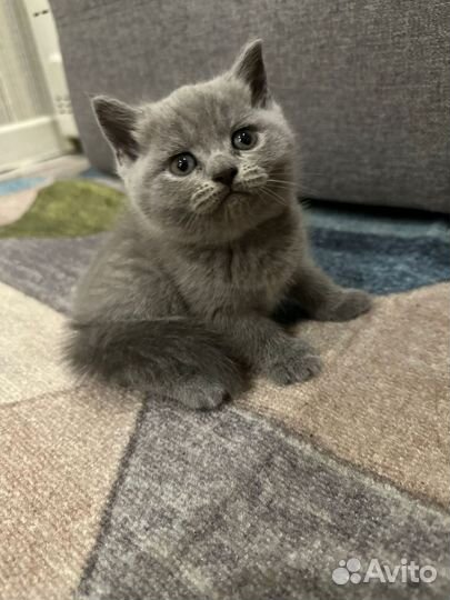 Шотландская