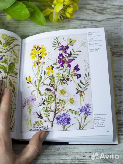 Книга Дикие цветы Британии на английском