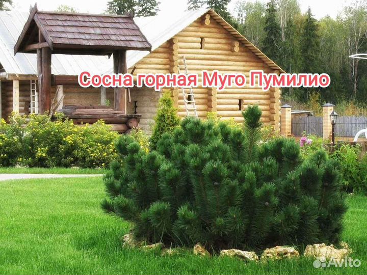 Горная сосна Муго Пумилио хвойные саженцы
