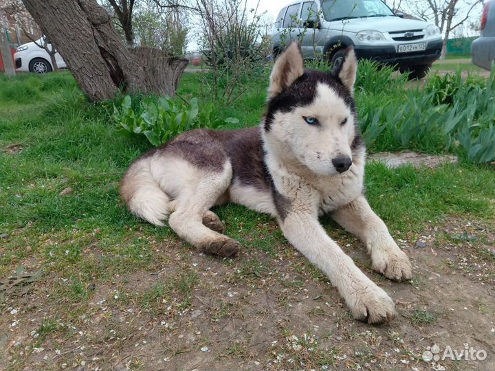 Кобель хаски бесплатно