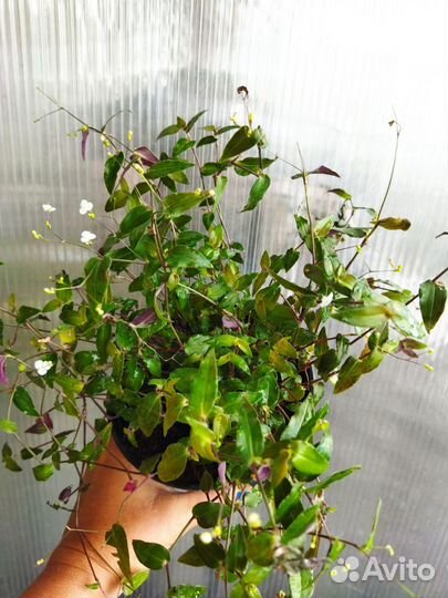 Традесканция гибазис Bridal veil (фата невесты)