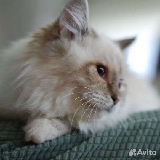 Невская маскарадная