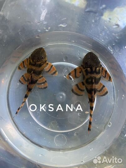 Номерные сомы L и трубочник Изя