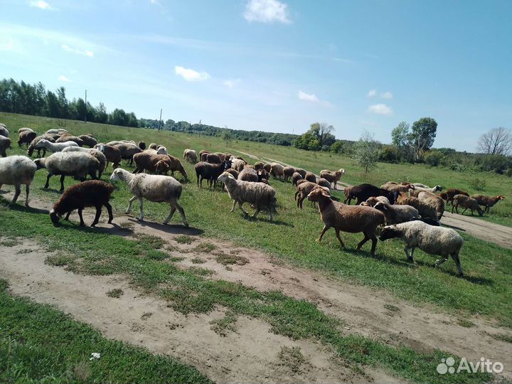 Курдючные бараны овцы