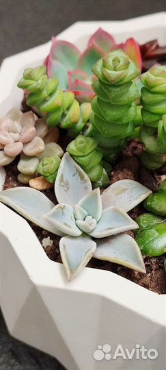 Флорариум из суккулентов. В наличии