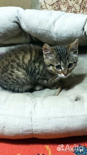 Котенок в добрые руки