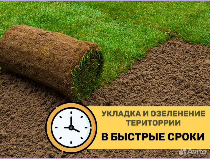 Рулонный газон Элитный от производителя