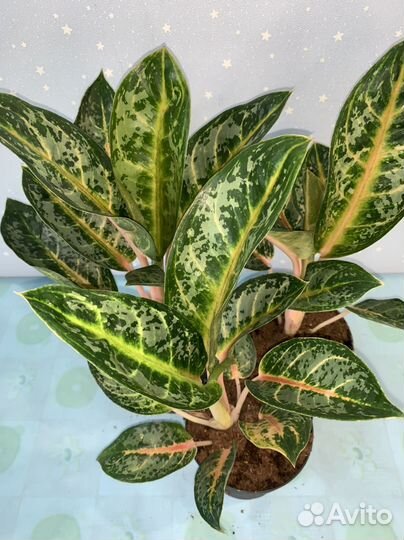 Аглаонема Чатра Монгол 12/30см