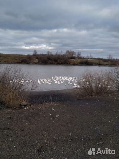 Гуси живым весом