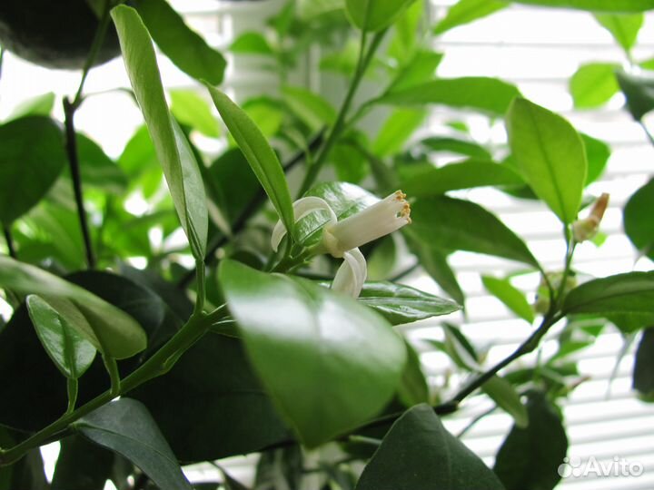 Комнатные лимоны