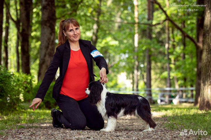 Хендлер, подготовка к выставке