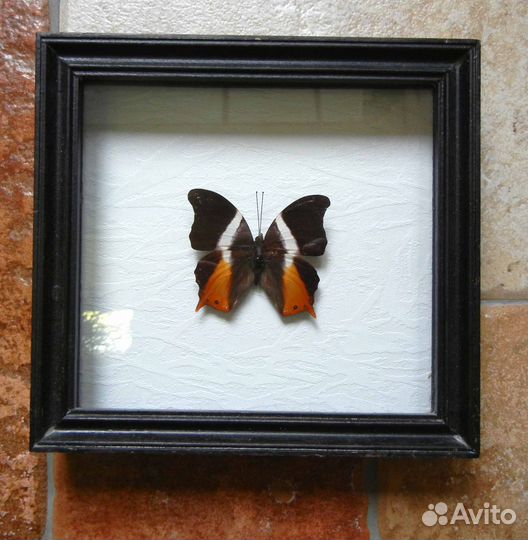 Коллекционная бабочка 2шт. в рамке