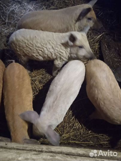 Поросята Венгерская мангалица