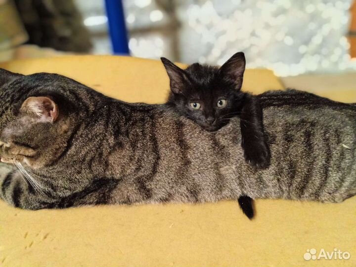 Котёнок