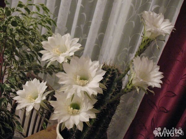 Комнатные растения Кактус цветущий