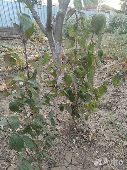 Саженцы кизила