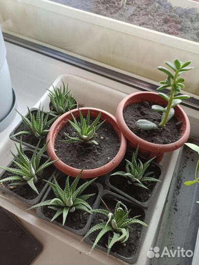 Комнатные растения/ хавортия/ рассада/ цветы