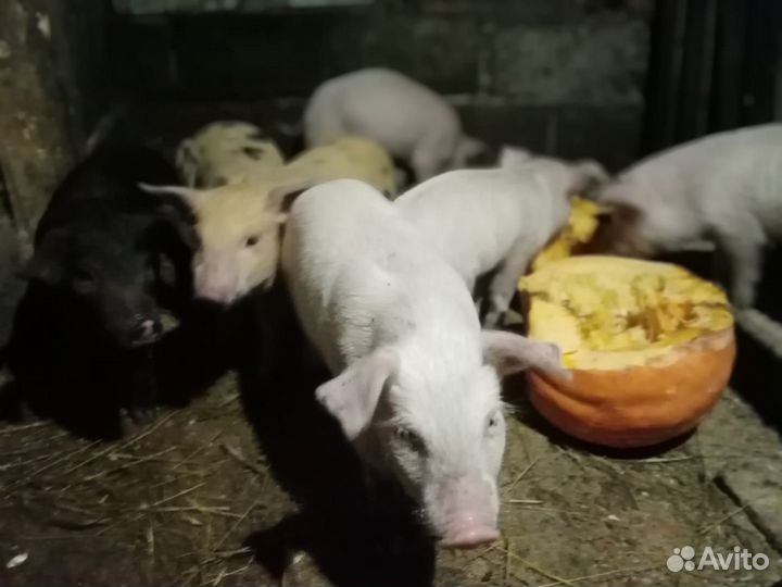 Поросята