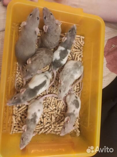 Крысята дамбо