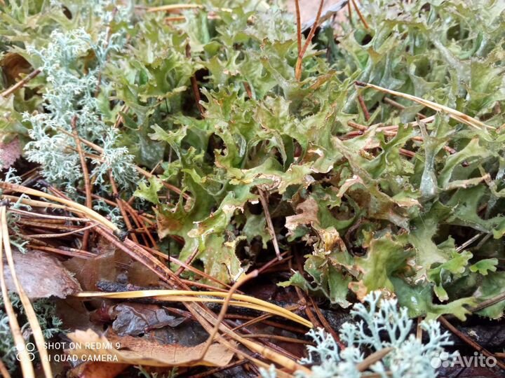 Цетрария, исландский мох, ирландский мох