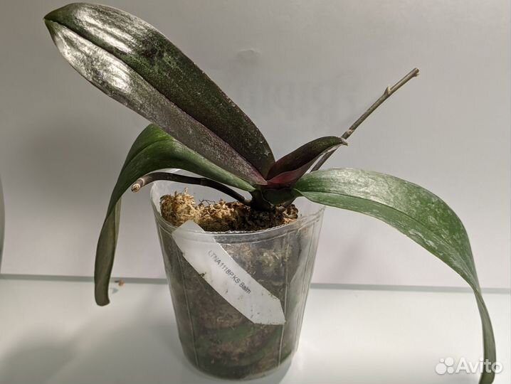 Орхидея фаленопсис ltna1118 KS Balm 2.5