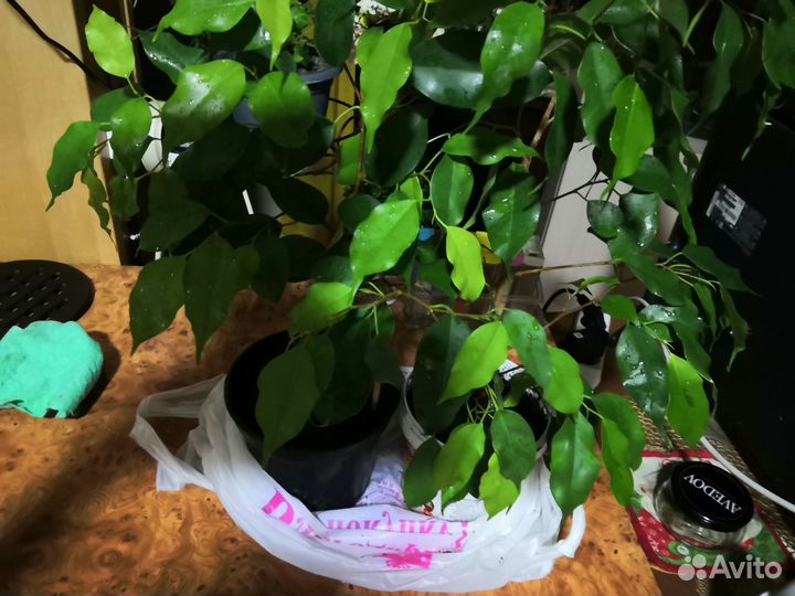 Фикус бенджамина