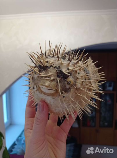 Чучело рыбы-еж-фугу