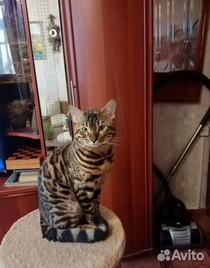 Бенгальский кот Вязка