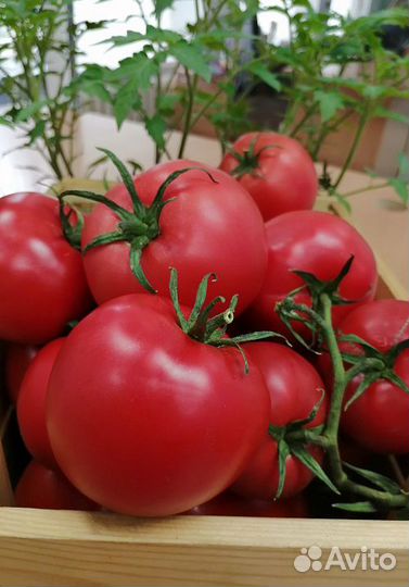 Семена Томата 