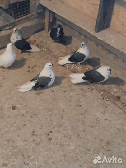 Голуби