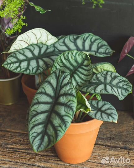 Алоказия шкура дракона