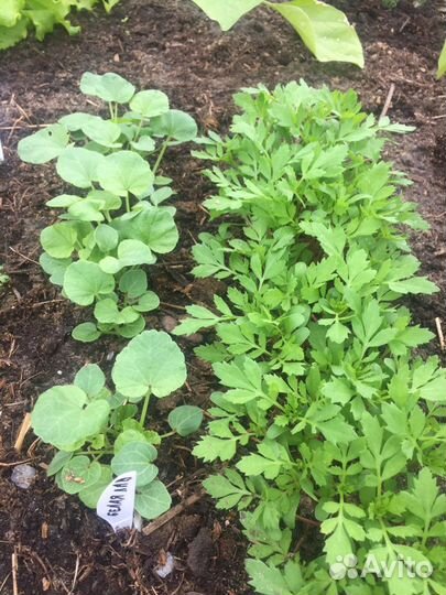 Рассада лаватеры, бархатцев, шток розы