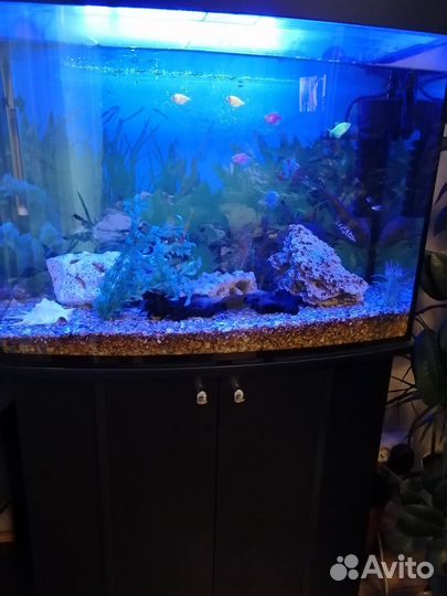 Аквариум
