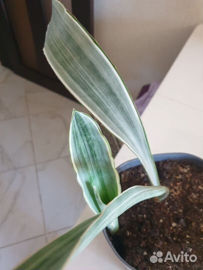 Сансевиерия манолин металлика