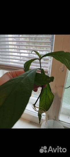 Пахистахис