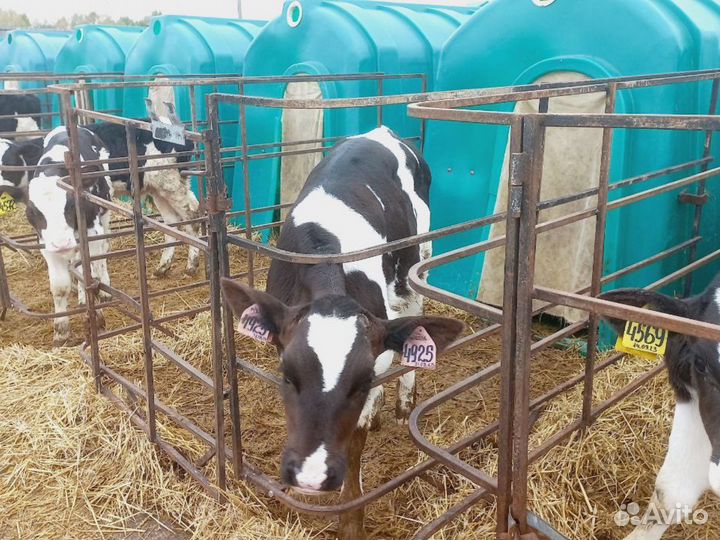 Домашний теленок, бычок с доставкой