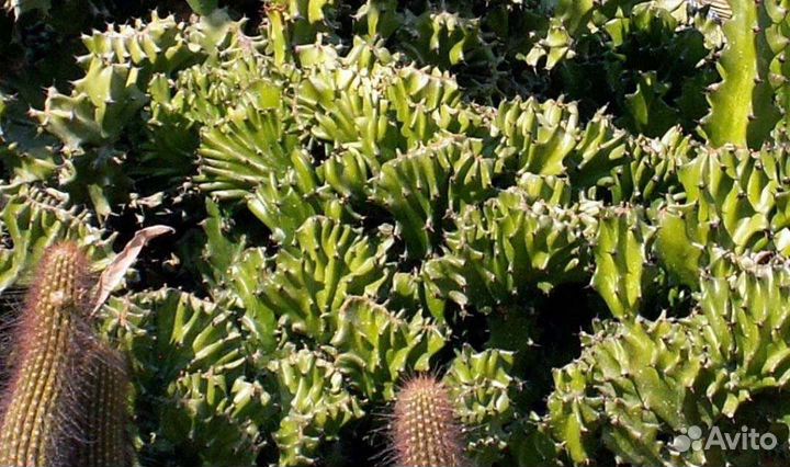 Редкий кактус Euphorbia lactea f. cristata