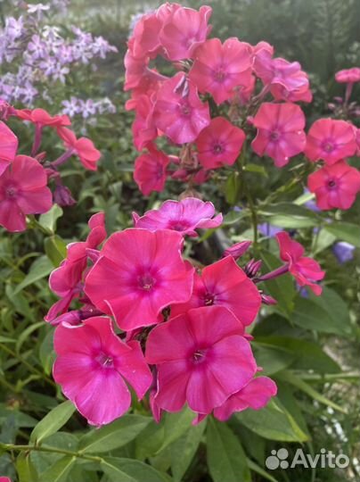 Флоксы многолетние