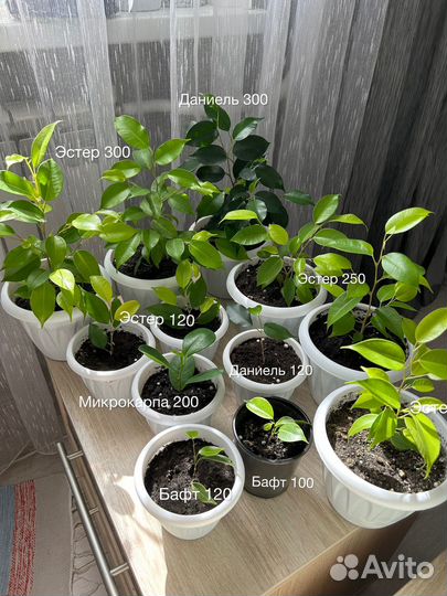 Фикус бенджамина