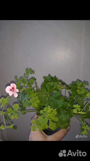 Пеларгония, герань Ангел Оранж, сортовая