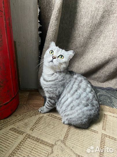 Кошка ищет дом