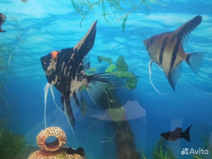 Скалярии пара