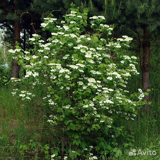 Калина Бульдонеж, Калина обыкновенная и Компактум