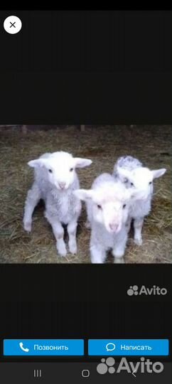 Ягнята