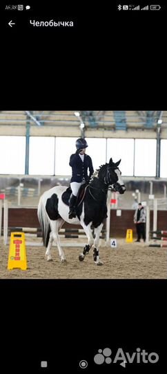 Продается лошадь